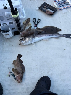 スケトウダラの釣果