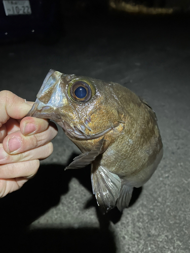 シロメバルの釣果