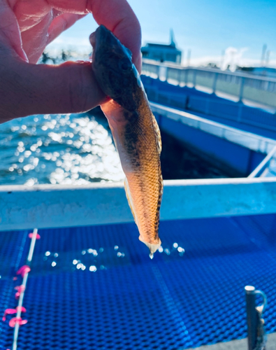 ハゼの釣果