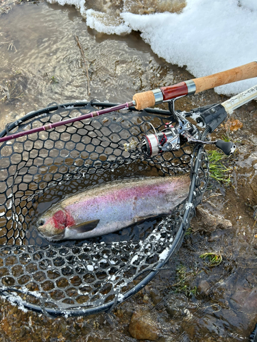 ニジマスの釣果