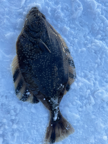 カワガレイの釣果