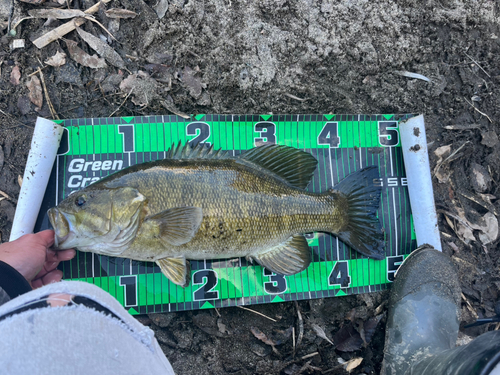 スモールマウスバスの釣果