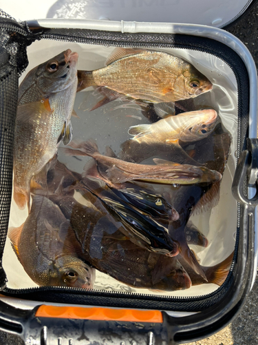 ウミタナゴの釣果