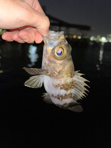 メバルの釣果