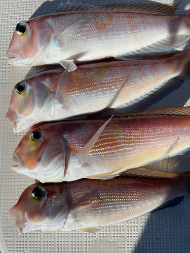 アマダイの釣果