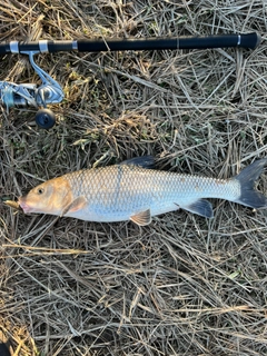 ニゴイの釣果