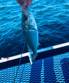 セイゴ（マルスズキ）の釣果