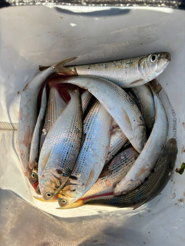 コノシロの釣果