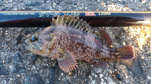 ソイの釣果