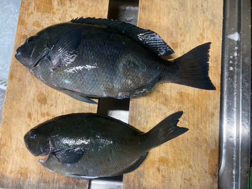 クチブトグレの釣果