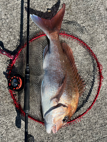 マダイの釣果