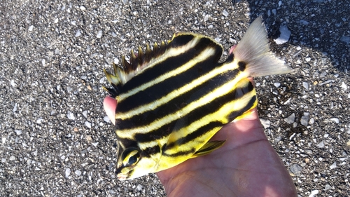 カゴカキダイの釣果