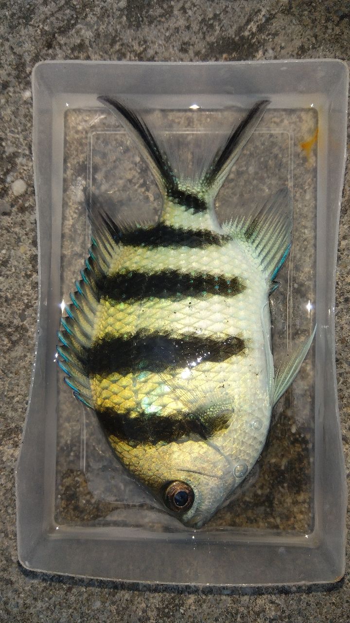 サンギルイシモチ