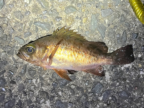 メバルの釣果