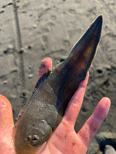 シタビラメの釣果