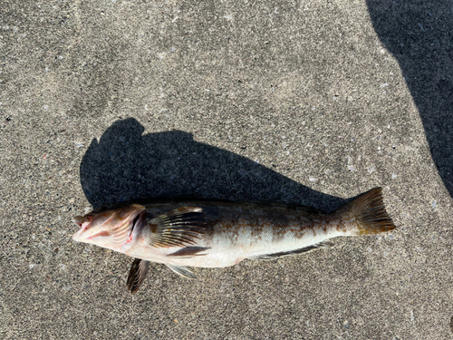 アイナメの釣果