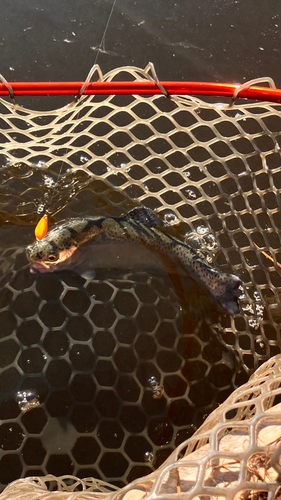 ニジマスの釣果