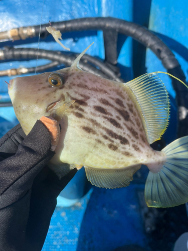 カワハギの釣果