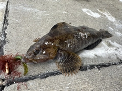 アイナメの釣果