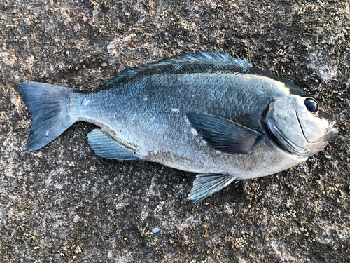 グレの釣果