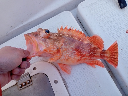 カサゴの釣果