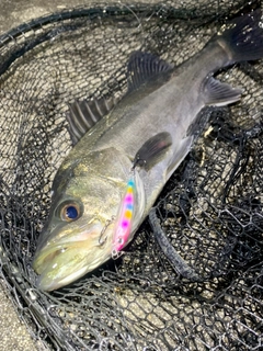 フッコ（マルスズキ）の釣果