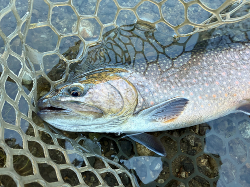 ニジマスの釣果