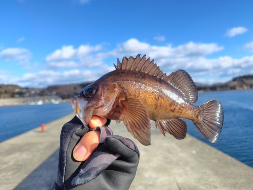 メバルの釣果