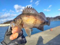 メバルの釣果