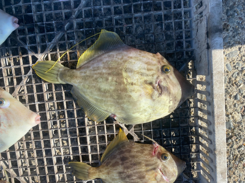 カワハギの釣果