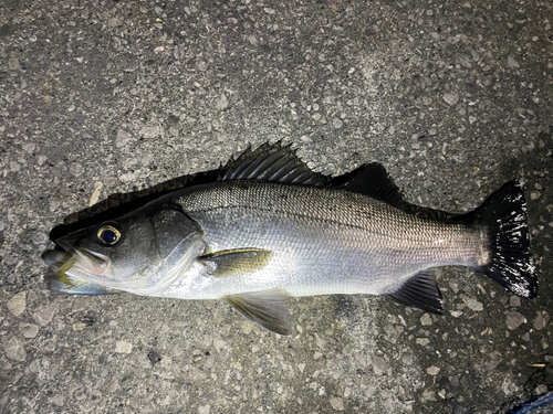 ヒラスズキの釣果