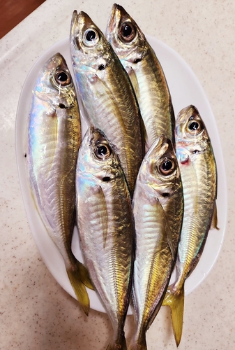 アジの釣果