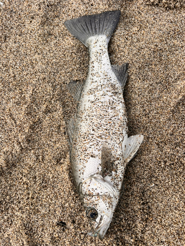 ヒラスズキの釣果