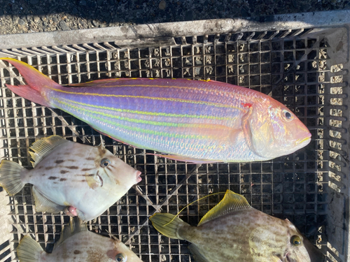 イトヨリダイの釣果