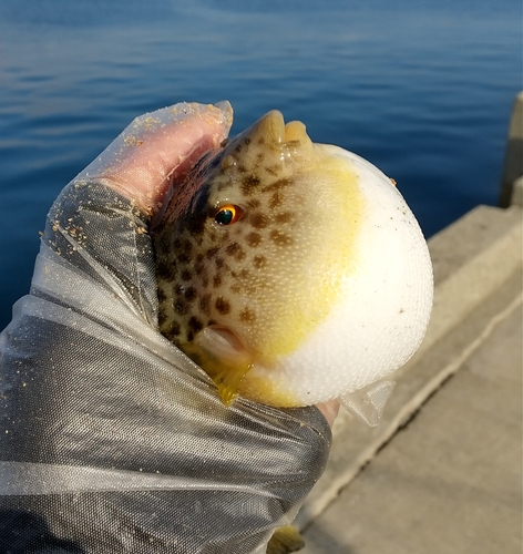 フグの釣果