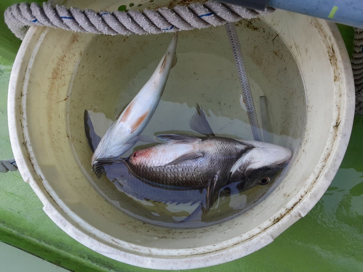 アングラ～たつさんの釣果 2枚目の画像