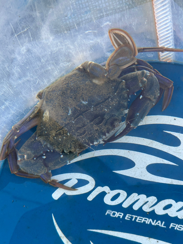 タイワンガザミの釣果