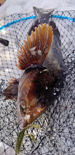 アイナメの釣果