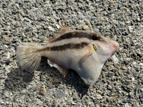 カワハギの釣果