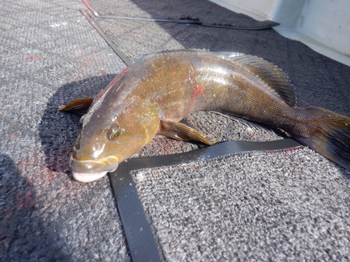 アイナメの釣果