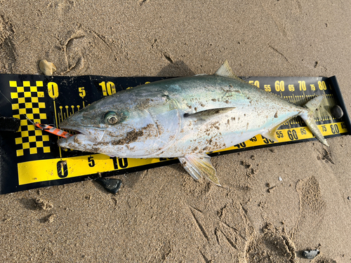 ブリの釣果