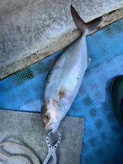 ショゴの釣果