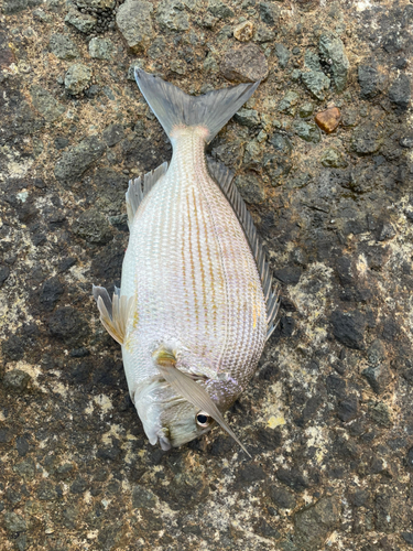 鹿児島湾南部