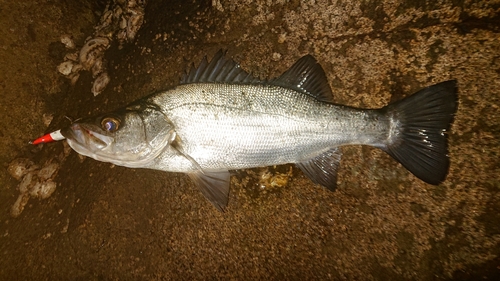 セイゴ（ヒラスズキ）の釣果