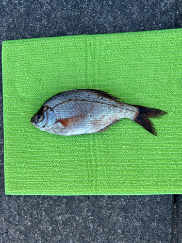 鹿島港魚釣園