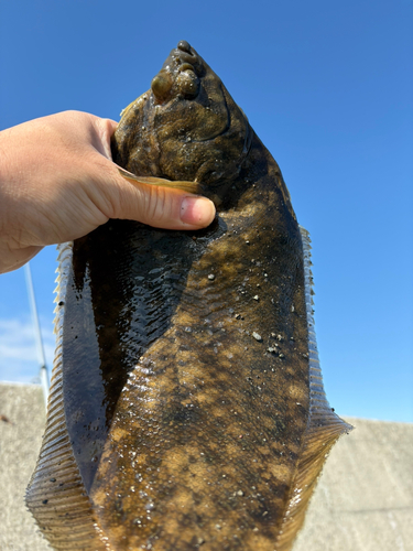 マコガレイの釣果