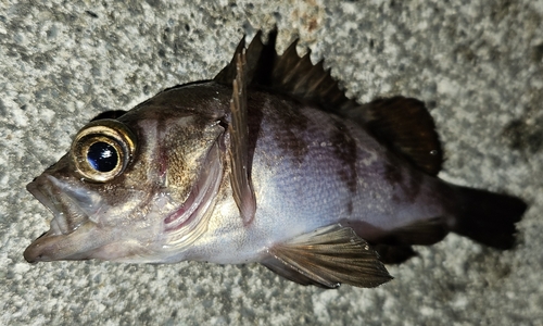 メバルの釣果