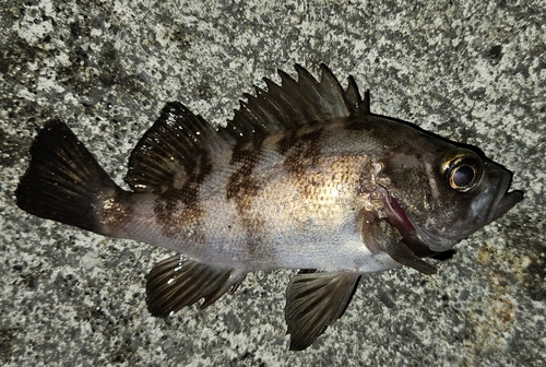 メバルの釣果