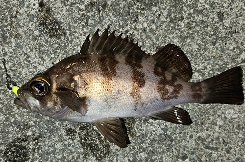 メバルの釣果