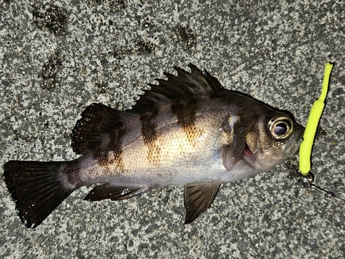 メバルの釣果